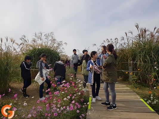 억새 감상.jpg